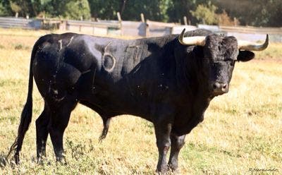 Seis toros pisarán el Coso del Arrabal en el Concurso Nacional de Cortes de San Antolín