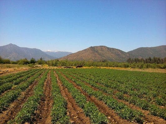 Agricultura y Ganadería garantiza la seguridad alimentaria de los cultivos agrícolas mediante más de 17.000 controles anuales