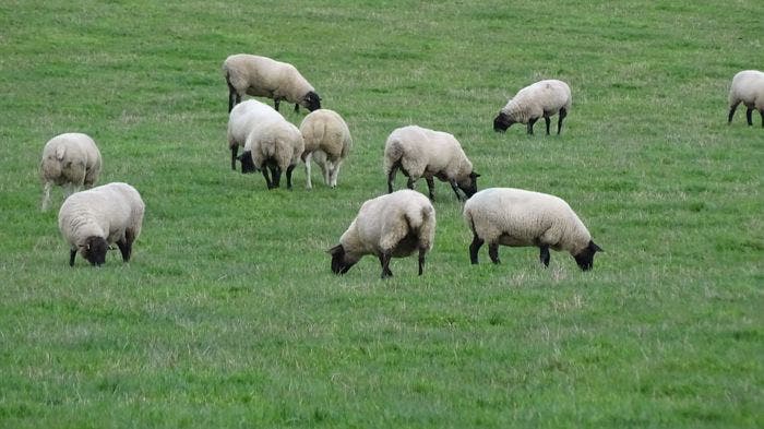 La Junta hace efectivo el pago de las ayudas asociadas al ovino y caprino, que superan los 25,5 millones de euros