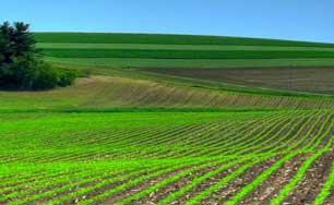 La Junta eleva el rango de participación de los agentes de la cadena de valor con la creación de la Comisión de Política Agraria y Agroalimentaria