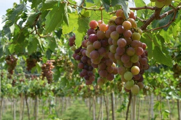 Castilla y León recibe 6,6 millones de euros para reestructuración y reconversión de viñedo