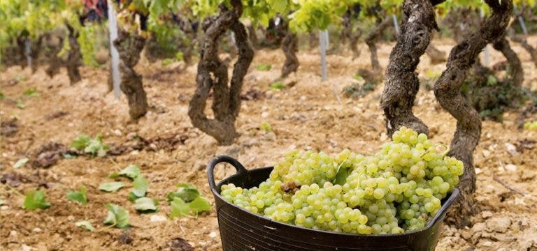 El Gobierno actualiza la norma de aplicación del Programa de ayuda al sector vitivinícola español para el periodo 2014-2018