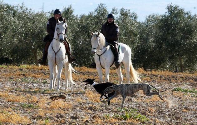 Nacional de Galgos en Osuna: Dos perros castellano-leoneses, una andaluza y una extremeña, a las semifinales
