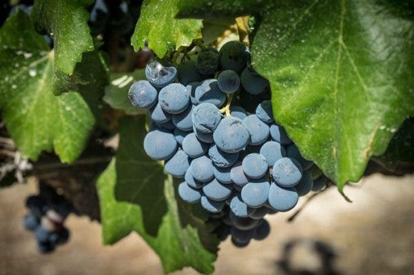 La incorporación de la Ruta del Vino Sierra de Francia convierte a Castilla y León en la Comunidad con más rutas enoturísticas de España