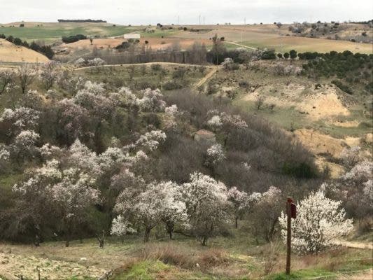 Castronuño: Florece la Senda de los Almendros, luego llega la primavera