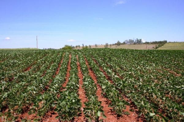 Consecuencias del `Brexit´ para el sector agrario de Castilla y León