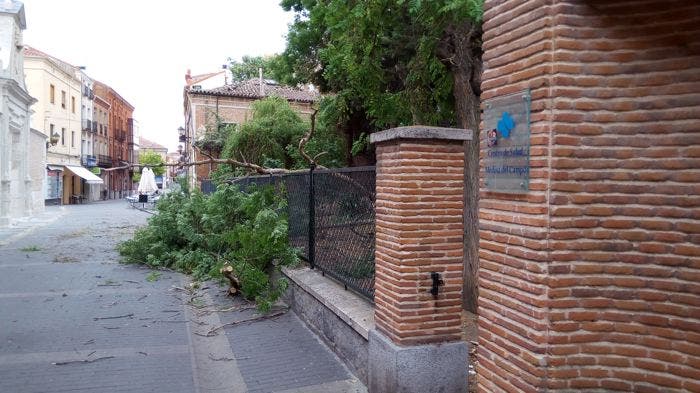 Medina del Campo: Se desprende la rama de un árbol en las jardineras del Centro de Salud