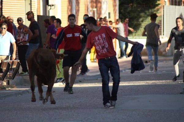 Bobadilla del Campo: Las fiesta de San Miguel llegan con dos toros del cajón