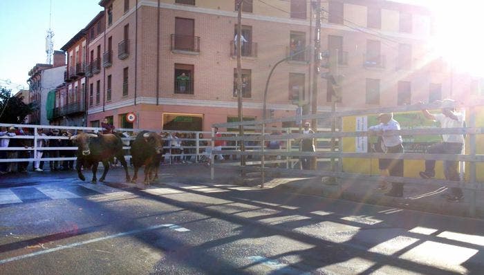 Medina del Campo: Cinco toros consiguen llegar al Coso del Arrabal en el segundo encierro tradicional al estilo de la villa