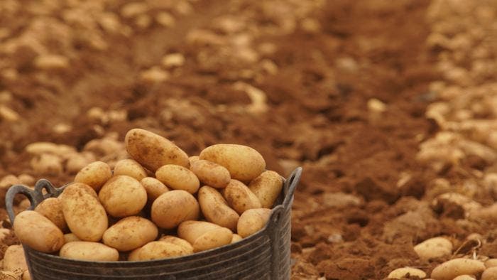 Patatas Meléndez comercializa ya el 100% de sus referencias con patata nueva española