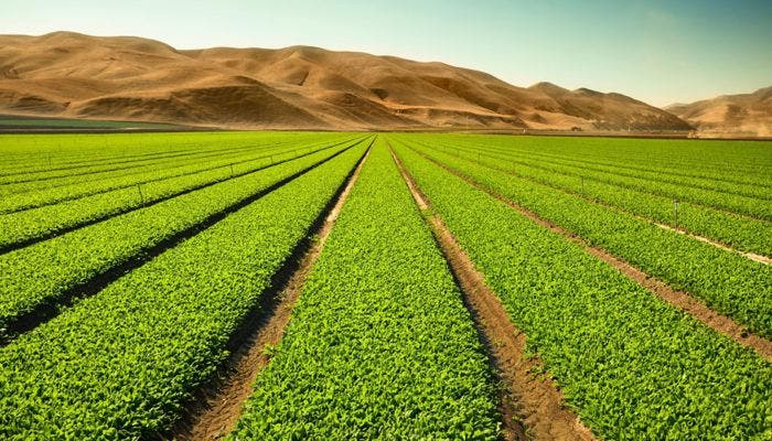 La superficie destinada a producción ecológica crece un 18 % en Castilla y León al alcanzar las 59.783 hectáreas