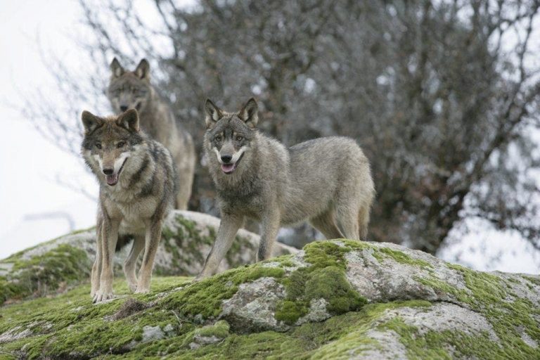 La Junta autoriza los cupos de caza en las comarcas loberas al Norte del río Duero hasta 2022