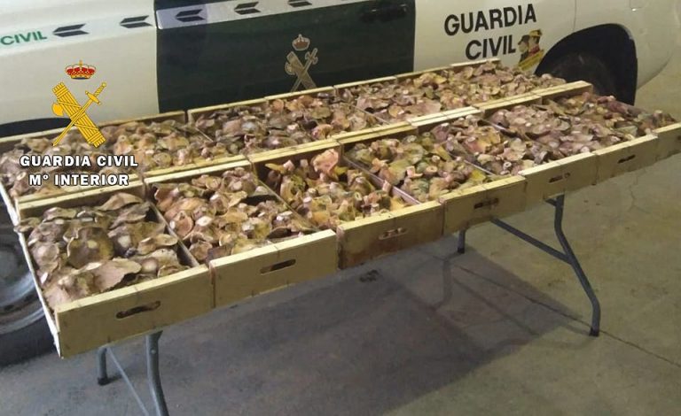 La Guardia Civil interviene 104 kilogramos de níscalos recolectados sin permiso