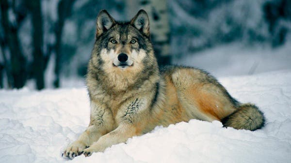 CyL, Asturias, Cantabria y Galicia reiteran la oposición de incluir al lobo en el LESPRE