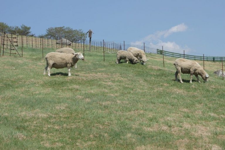 Aprobadas las ayudas del gobierno para ganaderos de ovino y caprino con dificultades de comercialización por COVID-19