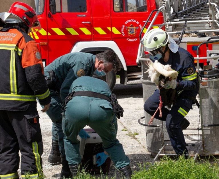 La Guardia Civil y Bomberos del Ayuntamiento de Zamora, recuperan una cigüeña herida atrapada en una veleta