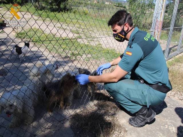 La Guardia Civil investiga a dos personas dedicadas a la cría de perros por maltrato animal y detiene a otra relacionada con el robo de dos primates