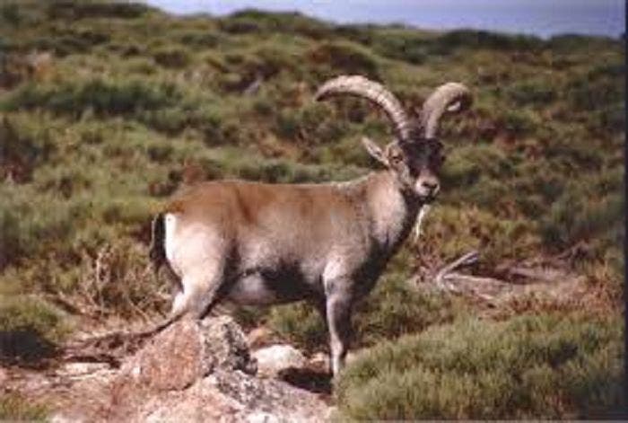 Nueve personas acusadas de cazar de manera furtiva varios ejemplares de cabra hispánica han sido absueltos por el Juzgado