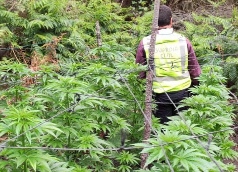 La Guardia Civil detiene a dos personas como supuestos autores de un delito contra la salud publica al localizar un cultivo de cannabis sativa