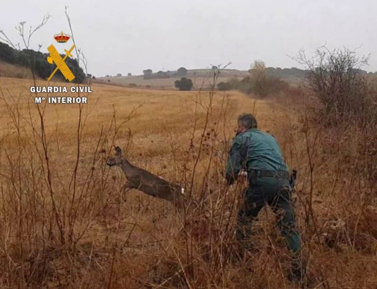 La Guardia Civil recupera y pone en libertad a una cría de corzo