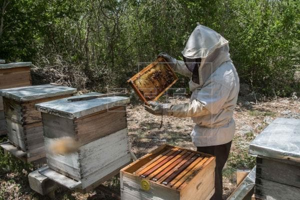 Agricultura, Ganadería y Desarrollo Rural autoriza el pago de casi 1,6 millones de euros para la ayuda de mejora de la producción y comercialización de la miel de Castilla y León