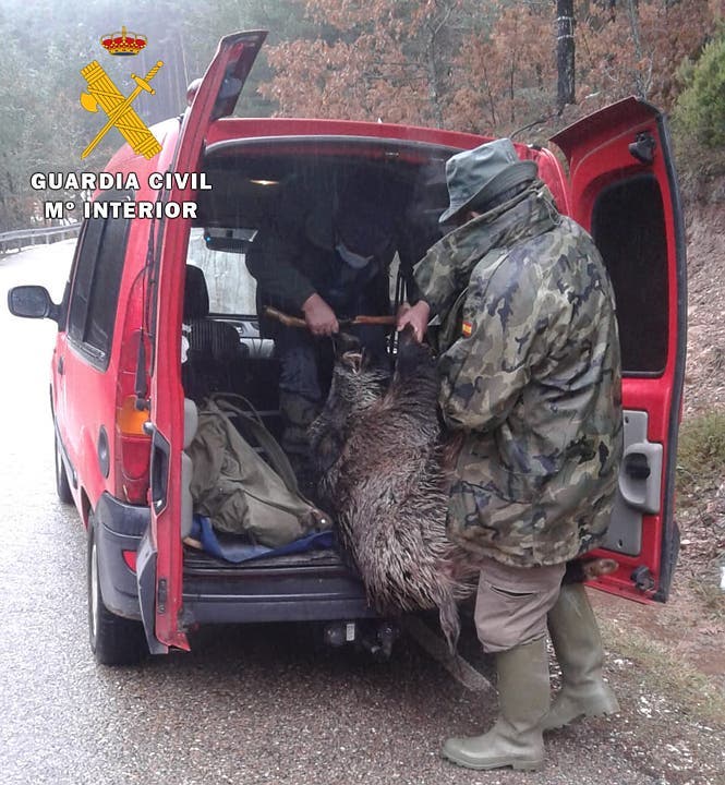 La Guardia Civil investiga a dos furtivos por abatir un jabalí sin autorización