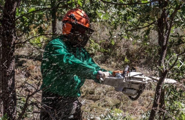 La Junta aprueba 12,3 millones para tratamientos selvícolas preventivos de incendios forestales