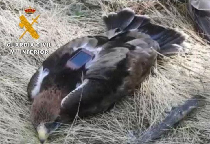 La Guardia Civil investiga a una persona por cazar un ejemplar de águila calzada