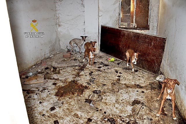 La Guardia Civil interviene en una finca 22 perros en condiciones deplorables y encuentra restos cadavéricos de otros 7