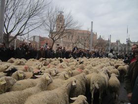 Medina del Campo: Un rebaño de ovejas marchar? por la Plaza Mayor