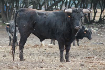 Los mejores ejemplares que se lidiarán en la Feria de Salamanca compiten por el «Toro de Oro» en su XLV edición