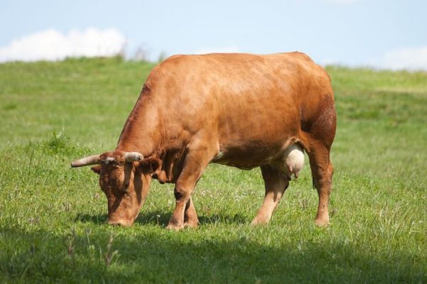 Provacuno pide apoyo al Ministerio de Agricultura para el sector del vacuno de carne ante crisis provocada por COVID-19