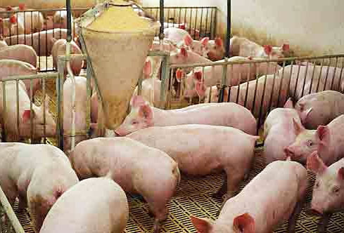 Los productores de porcino ibérico ya pueden solicitar las ayudas estatales para participar en el plan de sacrificio de cerdo ibérico fuera de la norma de calidad