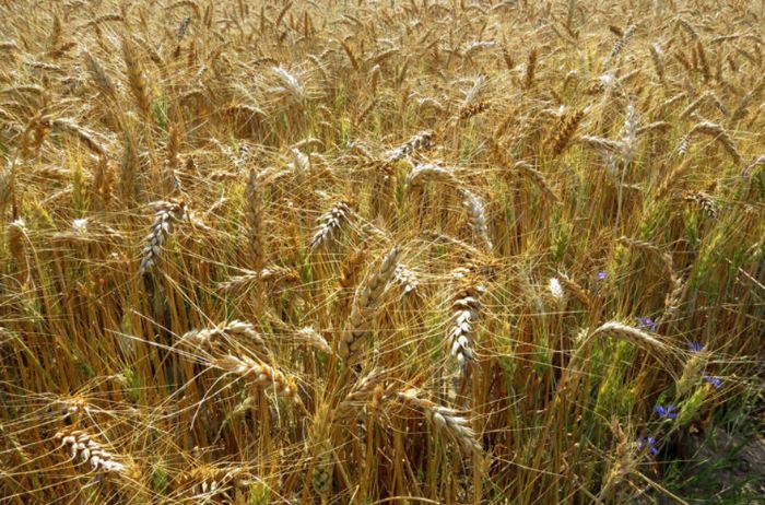 Agricultura y Ganadería hace una primera estimaci?n de la cosecha de cereales de invierno de este año en 6,2 millones de toneladas, un 3% superior a la media de los Últimos diez a