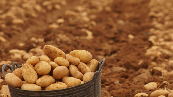 UPA denuncia los precios de la patata en la Comunidad