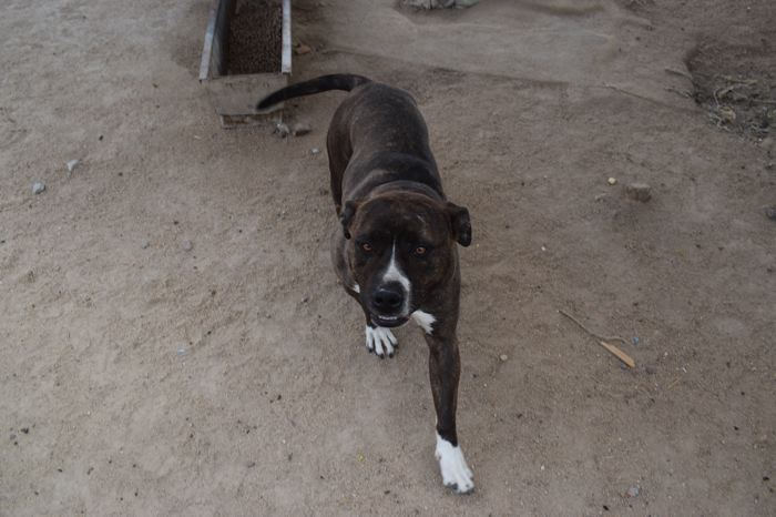 Enfermedades emergentes en mascotas que pueden afectar a otros miembros de tu familia: Rabia y Leptospirosis