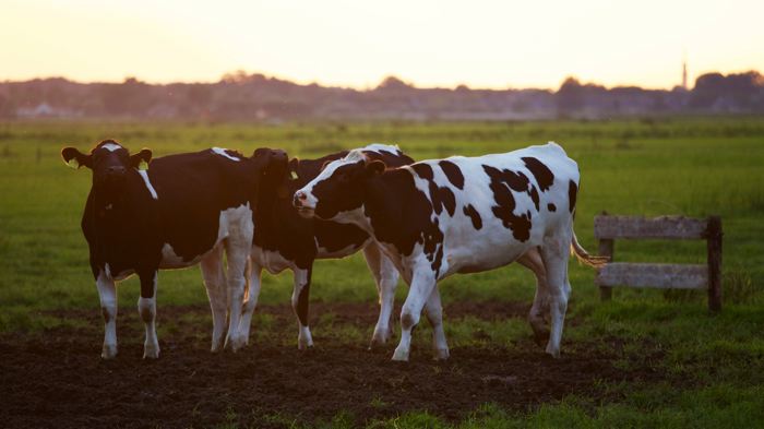 UPA anima a los ganaderos a reclamar las indemnizaciones a las industrias lacteas