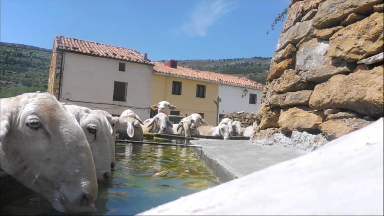 Ayudas de 215.000 euros para ganaderos afectados por tuberculosis bovina en Castilla y León