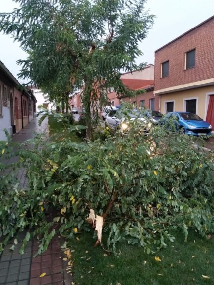 La fuerte tormenta arranca varias ramas en Medina del Campo entorpeciendo el tráfico