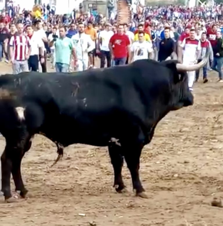 Toro de la Vega: Cerca de 30.000 personas respaldan el festejo