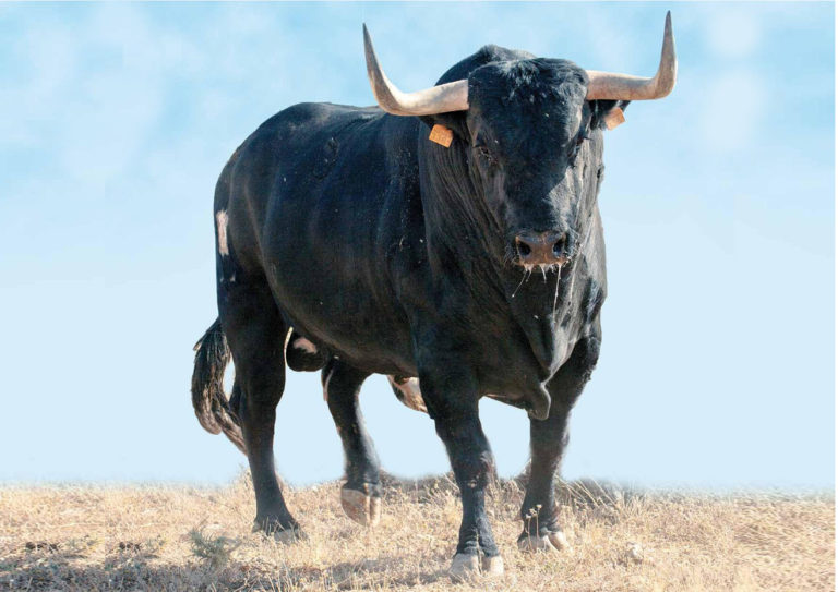 PACMA pone el punto de mira en la Junta de Castilla y León: tienen la última palabra sobre el Torneo del Toro de la Vega