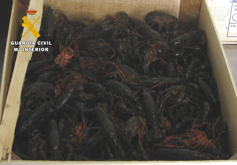 La Guardia Civil retira 39 kilogramos de cangrejo rojo que se comercializaban vivos