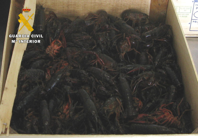 La Guardia Civil retira 39 kilogramos de cangrejo rojo que se comercializaban  vivos