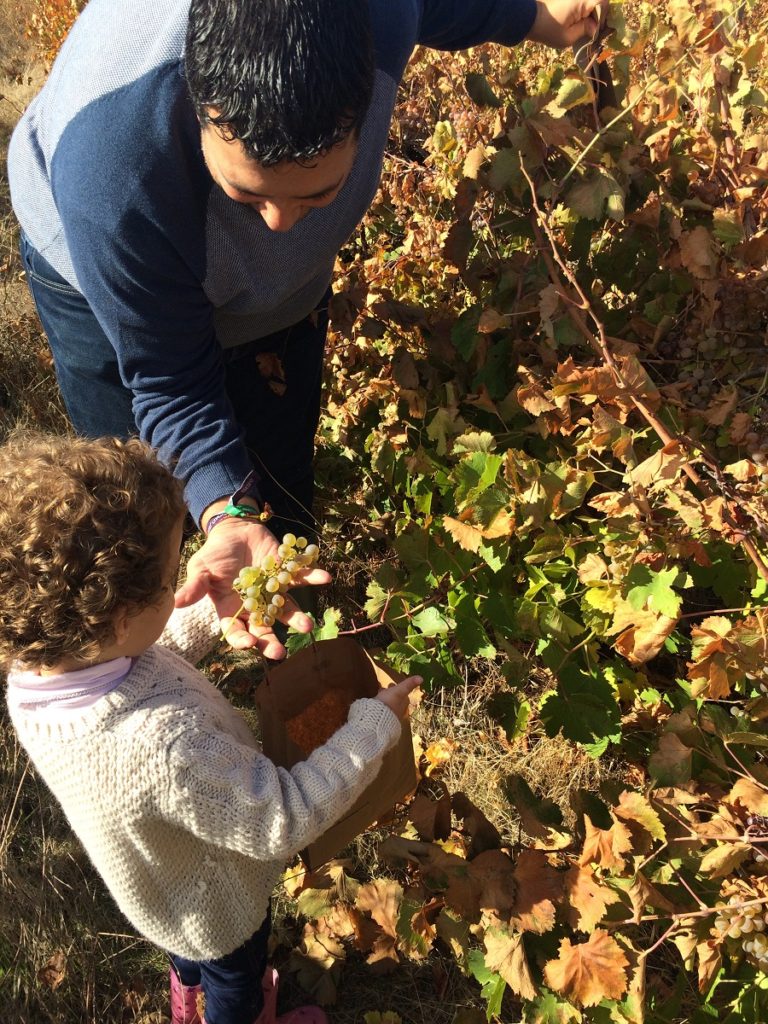 II rebusca de uvas en La Seca