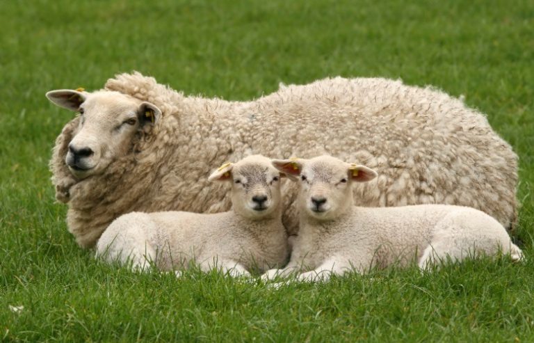 Precios ruinosos de la leche de oveja y desaparici?n de activos en Castilla y León