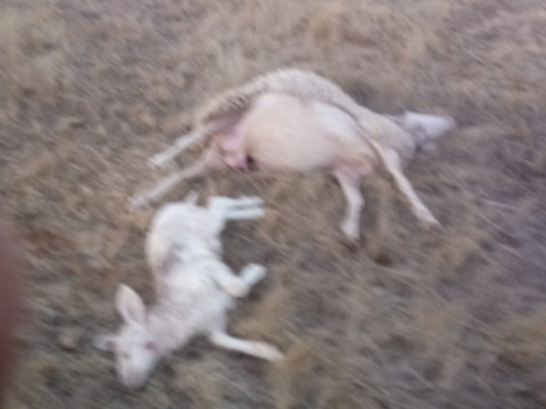 Los lobos matan nueve ovejas en una explotación ganadera de Lumbrales