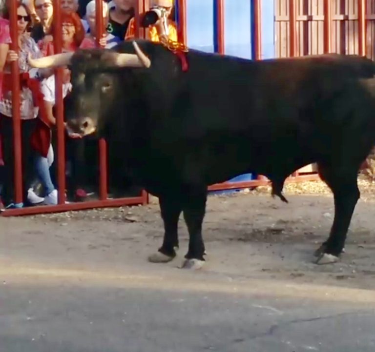 El toro del Verdejo colg? el cartel de «no hay entradas»