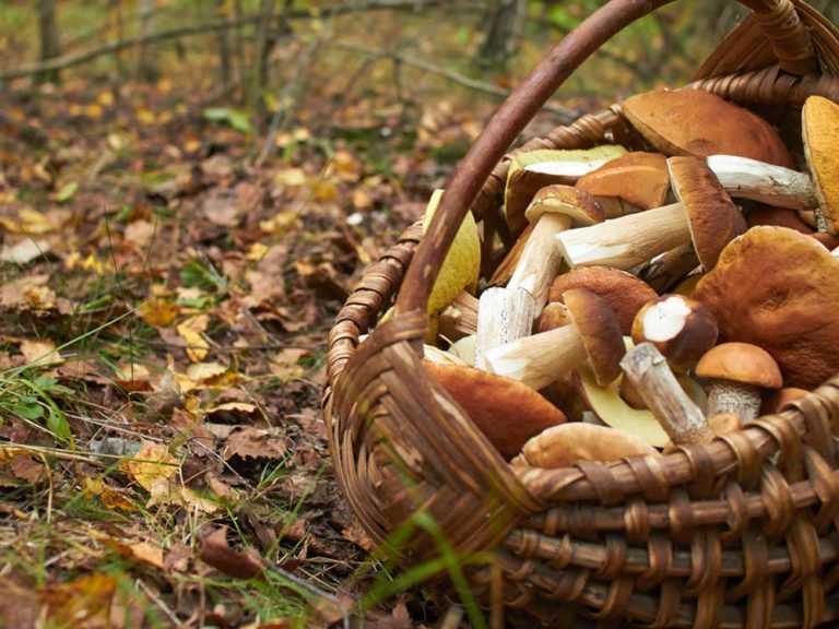 Soria Gastronómica’ 2023: el congreso internacional de micología regresa con un programa de alto nivel
