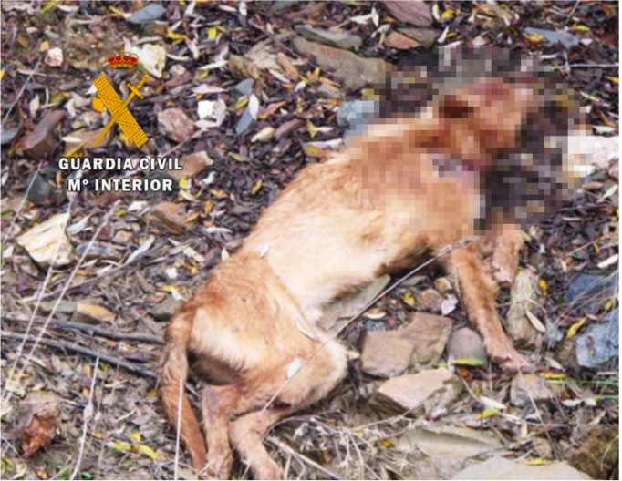 La Guardia Civil investiga a una persona como supuesto autor de matar a un perro con un disparo de bala