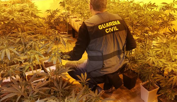 La Guardia Civil interviene casi 300 plantas y 197 plantones de marihuana en la comarca sanabresa